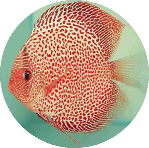 Red Leopard Discus Fish 2 inch Red Leopard Discus Fish 2 inch
